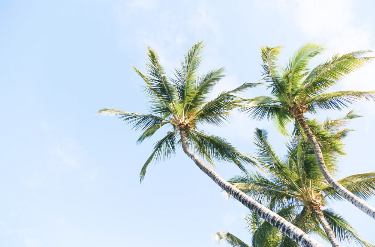 palm trees and a blue sky on anna maria island