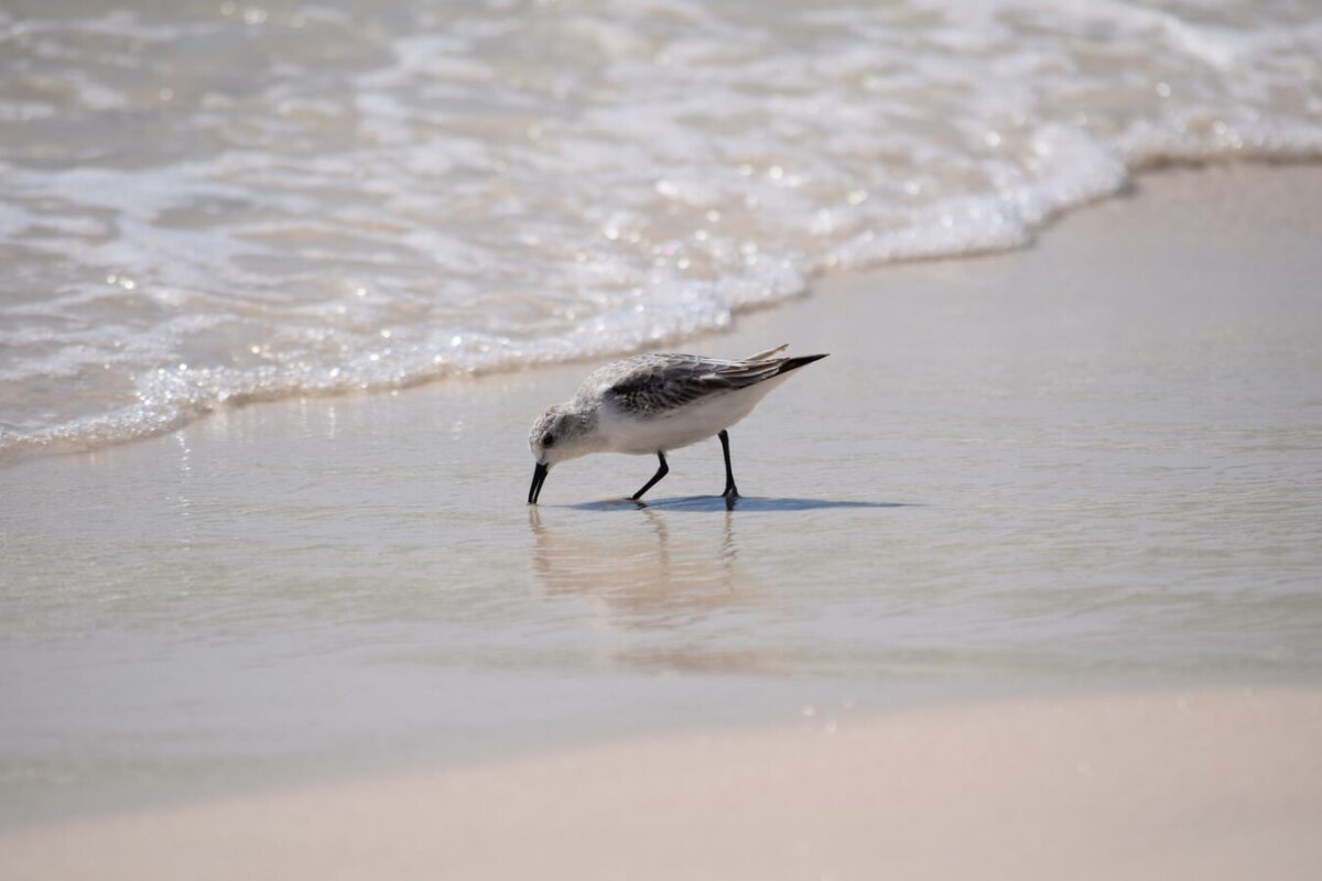 a small bird at the beach