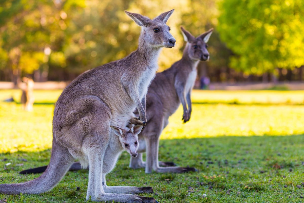 Kangaroos in a grassy field.