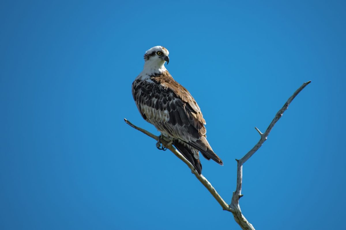 An osprey perched in a tree at Robinson Preserve.
